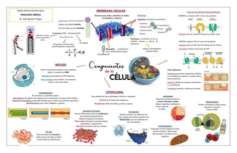 Mapa mental de la Célula | Partes de la célula | Células eucariotas | uDocz