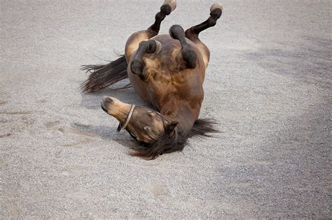 Colic in Horses | Types, Signs, & Treatment - Imran Vet Blog (IVB)