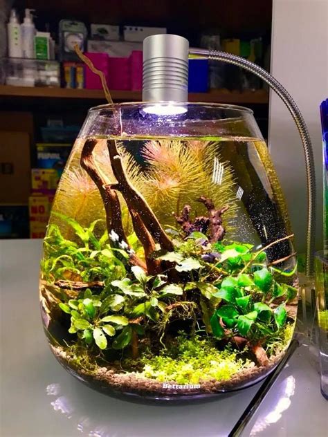 Planted aquarium bowl | Fish tank terrarium, Fresh water fish tank ...