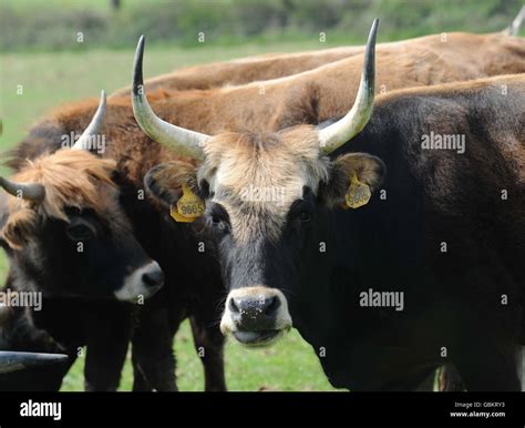 Farmer brings giant cattle to Britain. Heck Cattle on a farm near ...