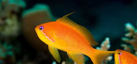 Pseudanthias squamipinnis Species | Tropical Fish Hobbyist Magazine