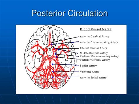 Posterior Cerebral Circulation Anatomy