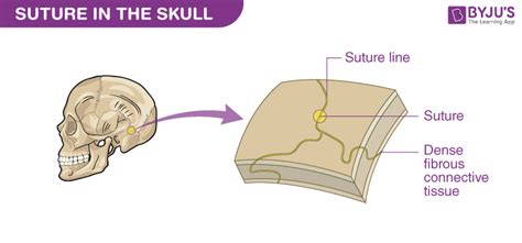 An Overview On Fibrous Joints- Types and their Functions