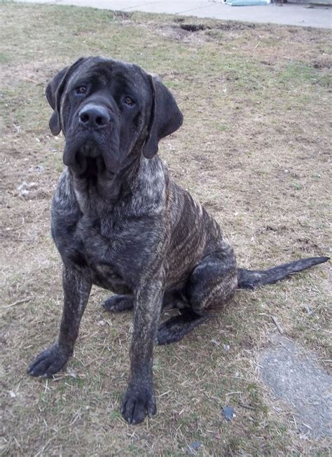 Love My English Mastiff *** You can get additional details about pet ...