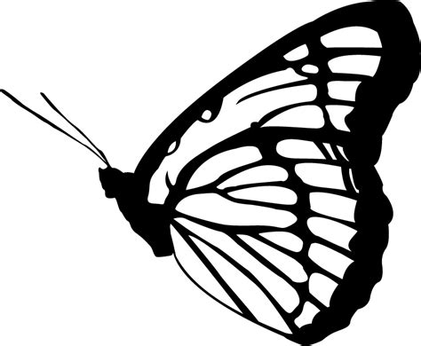 butterfly vector art png