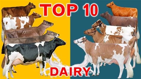 Top 10 Dairy Cattle Breeds in the World | In terms of Sales Revenue in ...