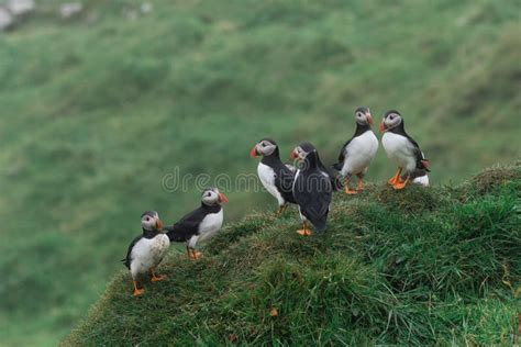 Puffins on the Cliffs of Mykines Island in the Faroe Islands Stock ...