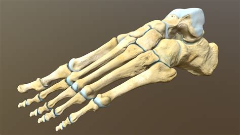 Left human foot bones - Buy Royalty Free 3D model by Catherine Sulzmann ...