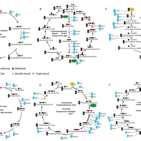 Six natural CO2-fixation pathways. A, Calvin cycle; B,... | Download ...