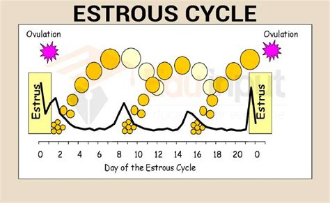 Estrous Cycle-Mechanism and Phases