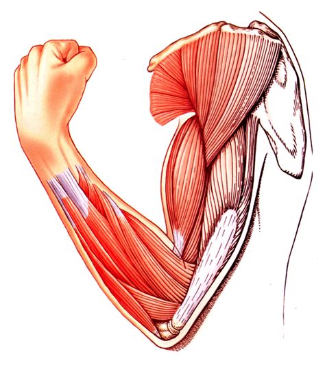 Muscle Tissue PNG Transparent Muscle Tissue.PNG Images. | PlusPNG