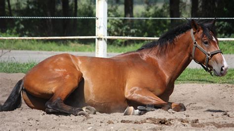 Horse Colic and How to Treat Them - The Best Vet Advises!