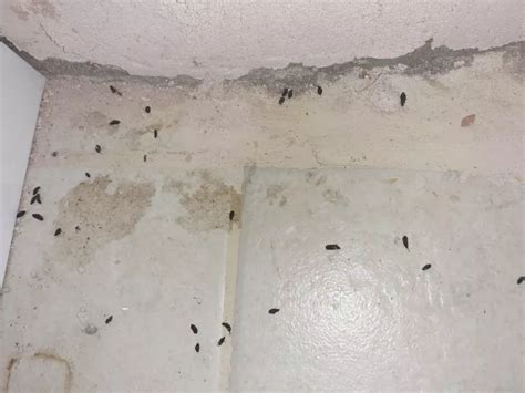 Rat Poop Pictures: How to Clean Rat Droppings in Your Attic