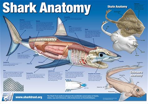 Pin by Musée océanographique Monaco on Ocean Infographics | Fish ...