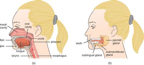 24.1: Anatomy and Normal Microbiota of the Digestive System - Biology ...