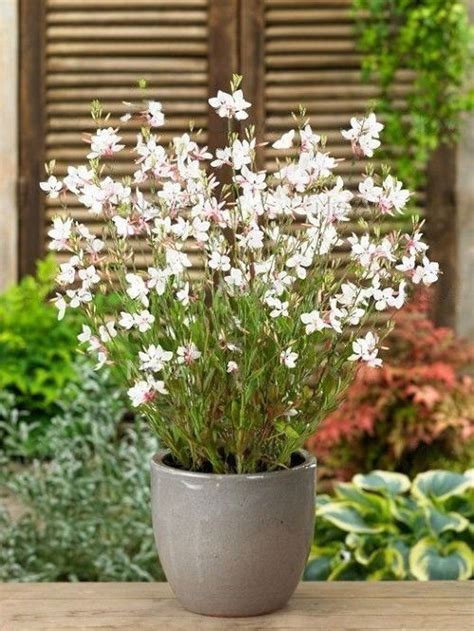 Gaura Plant Care | How to Grow Bee Blossom