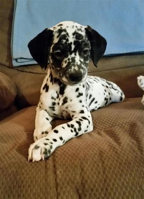 Adopt Tim on Petfinder | Dalmatian rescue, Dalmatian dogs, Animals