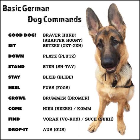 Five Basic Obedience Commands Your Dog Should Learn – VitalCute