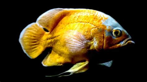 Oscar Fish: Facts, Care, Diet, Breeding, & More