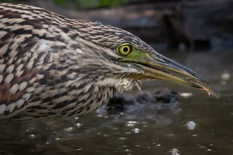 Nankeen Night-heron | Juvenile | Helen Cunningham | Flickr