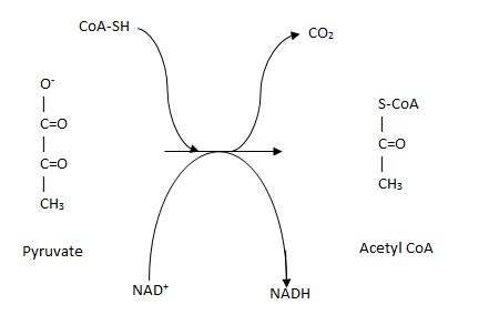 Draw and show what happens during pyruvate oxidation. When, under what ...