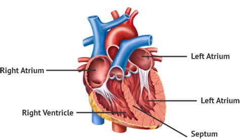 Basics of the Heart - Elite Cardiovascular Group