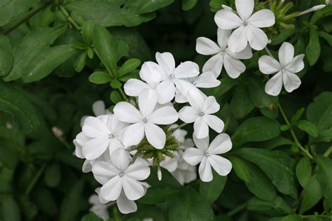 Plumbago auriculata "Alba"