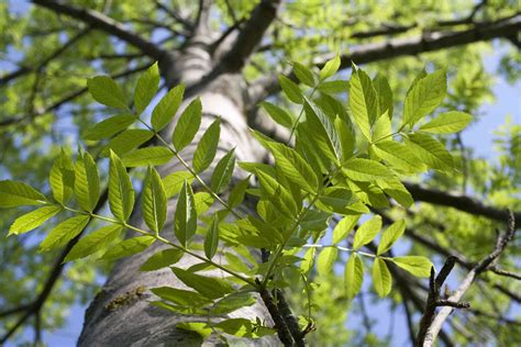 How to Identify Deciduous Trees by Their Leaves