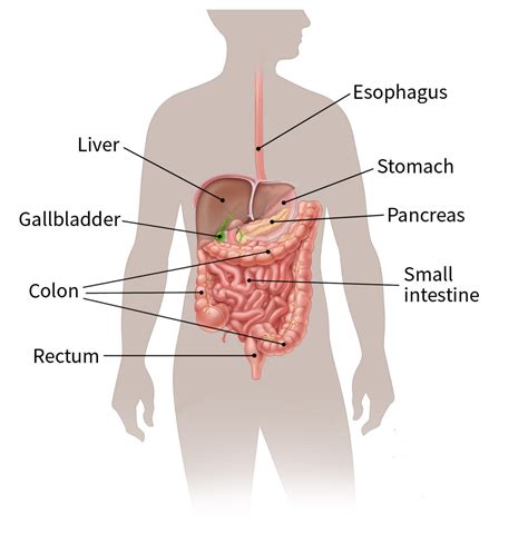 What Is Gallbladder Cancer? | Gall Bladder Cancer Types | American ...