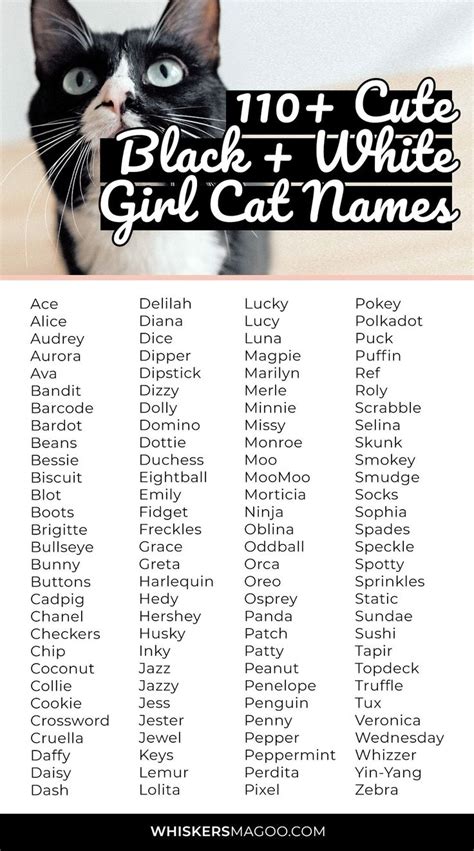 110+ Cute Black and White Cat Names for Girl Cats - Whiskers Magoo ...