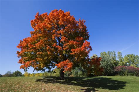 Sugar Maple - Acer Saccharum | Deciduous Trees | Cold Stream Farm