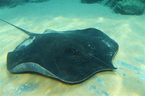 Mekong River - Freshwater Giant Stingray » River Safari Gallery | Giant ...