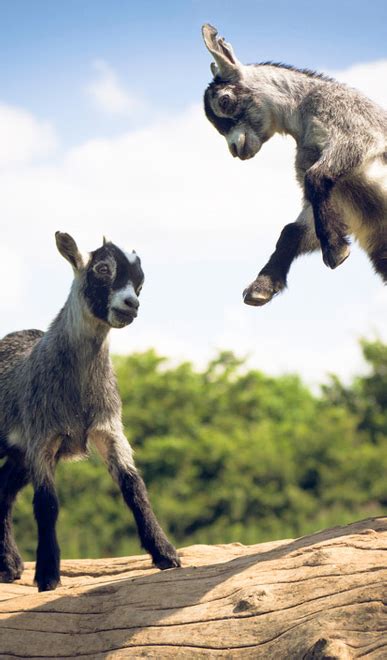 Baby Goats Jumping By Unknown #baby #goat #jumping #animals | Cute ...