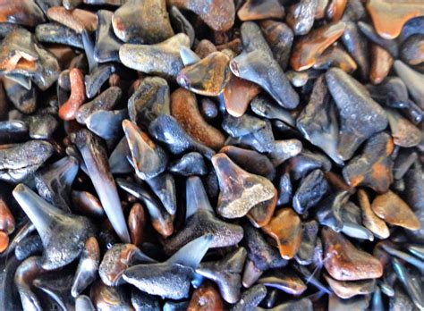 Shark Teeth, Unsunken Beach Treasure for All Ages…from All Ages | Share ...