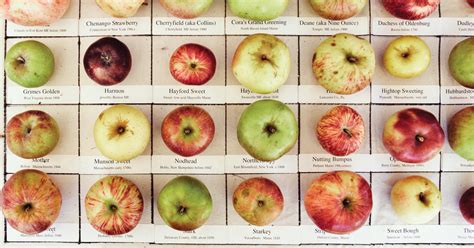 Washington Apple Varieties