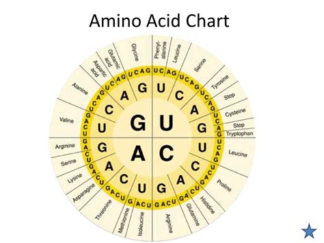 Protein Synthesis Amino Acid Chart