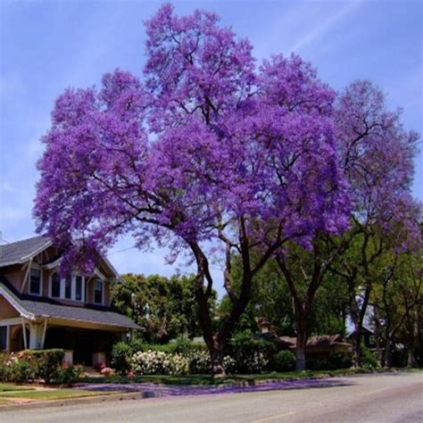 Royal Empress Tree Seeds paulownia Tomentosa 50seeds - Etsy