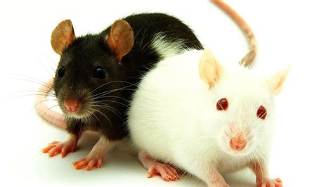 Pet Rat Varieties | Pet Rats - YouTube