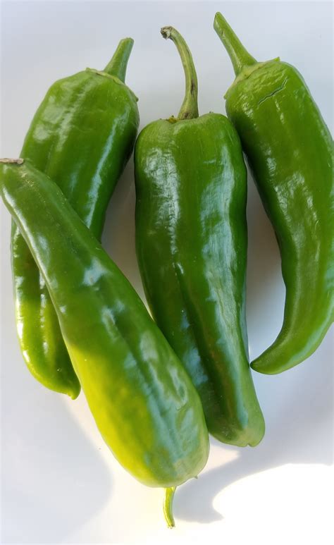 Anaheim Green Chili Peppers – Crazy for Gardening