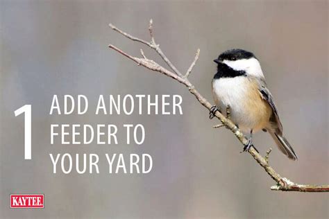 4 Ways to Celebrate National Bird Feeding Month