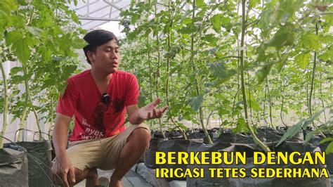 TUMBUH SUBUR | Irigasi Tetes Sederhana Untuk Produksi Tomat Cherry Di ...