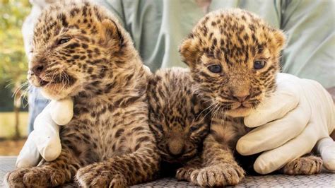 10 leopard cubs reunited with mothers in last 2 months in Pune ...