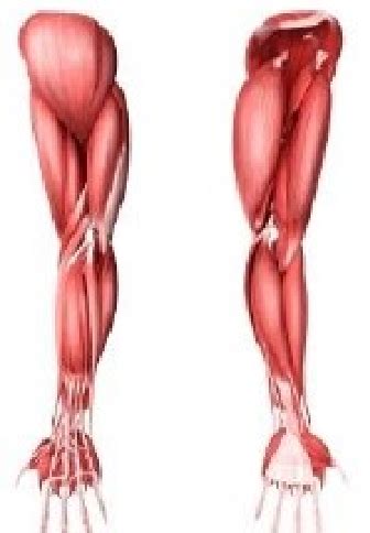 Anatomy of human arm muscle | Download Scientific Diagram