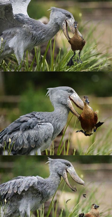 Shoebill stork | Shoebill, Shoebill stork, Shoebill bird