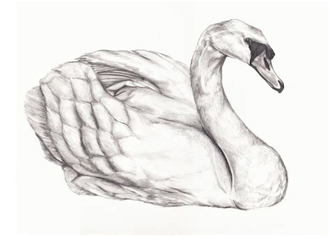 Picture Of Swan Drawing - Drawing.rjuuc.edu.np