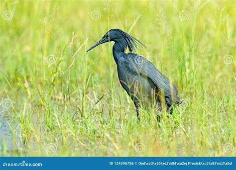 Black Heron, Egretta Ardesiaca, Also Known As the Black Egret, in the ...