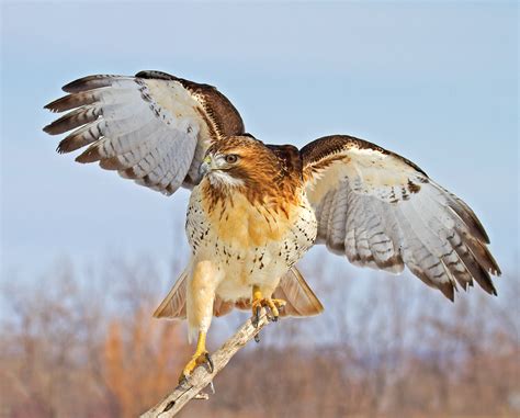 Red-Tailed Hawk Birds - Grit