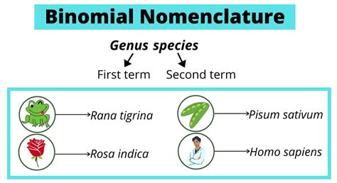 Definition of Binomial Nomenclature | Rules and Examples