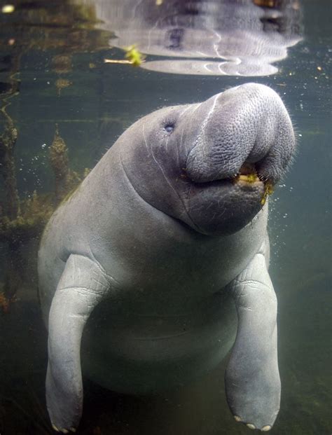 happy manatee. my dream is to one day swim with these beauties. the ...