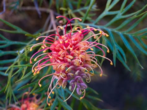 Growing Grevillea Indoors - How To Grow A Grevillea Houseplant